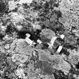 Det Finns En Stjärna Hoops